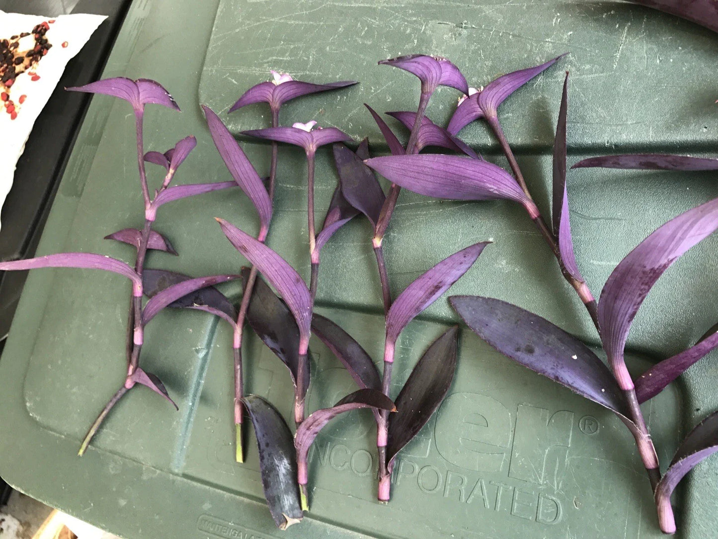 Tradescantia pallida Cuttings 10" Purple Heart Wandering Jew | Fast-Growing Indoor/Outdoor Houseplant | Custom Bundle