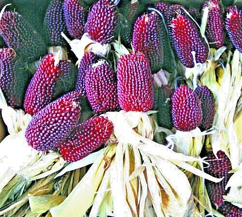 Strawberry Popcorn Seeds - 80 Count - Red Ornamental Corn - Zea mays everta