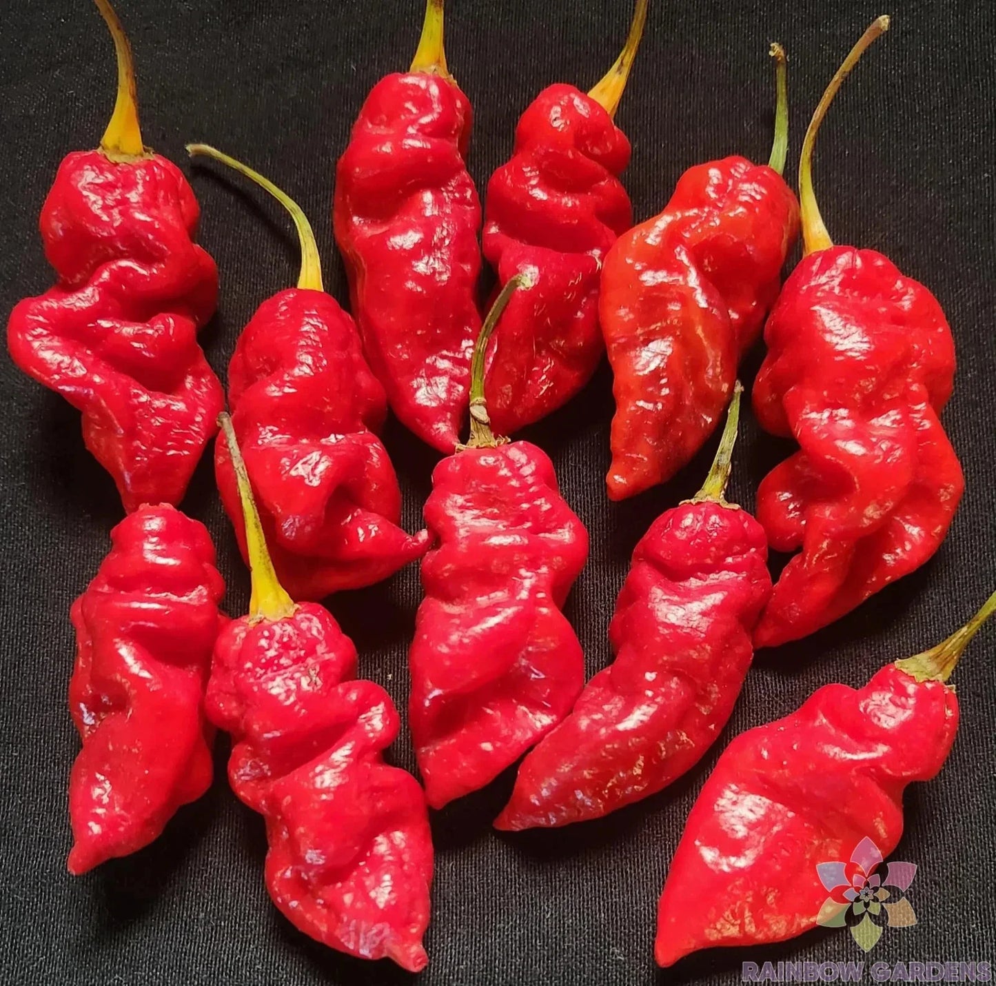 Spanish Naga Hot Pepper Seeds - 25+ Pack for Garden Planting - Capsicum chinense - USA Grown - Free Shipping