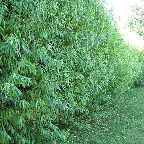 Austree Hybrid Willow Tree Cuttings - 5 Pack - Fast Growing Privacy Trees - Salix x sepulcralis