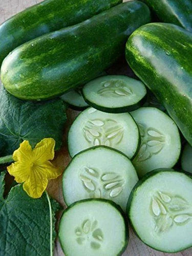 Cucumber Seeds - 100 Count - Marketmore 76 - Open Pollinated, Non-GMO, Organic - Cucumis sativus