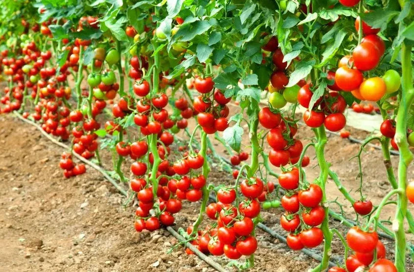 Early Cascade Tomato Seeds - 30+ Heirloom Organic Non-GMO - RARE Variety - Solanum lycopersicum
