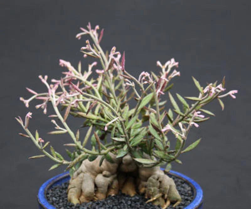 Monadenium Rubellum Seeds - 5 Caudex Bonsai Cactus Seeds for Unique Indoor Succulent Gardening