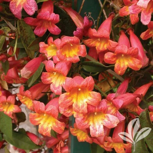 Rooted Starter Plant Bignonia "Tangerine Beauty" Crossvine - Attracts Hummingbirds & Butterflies - Ideal for Butterfly Gardens