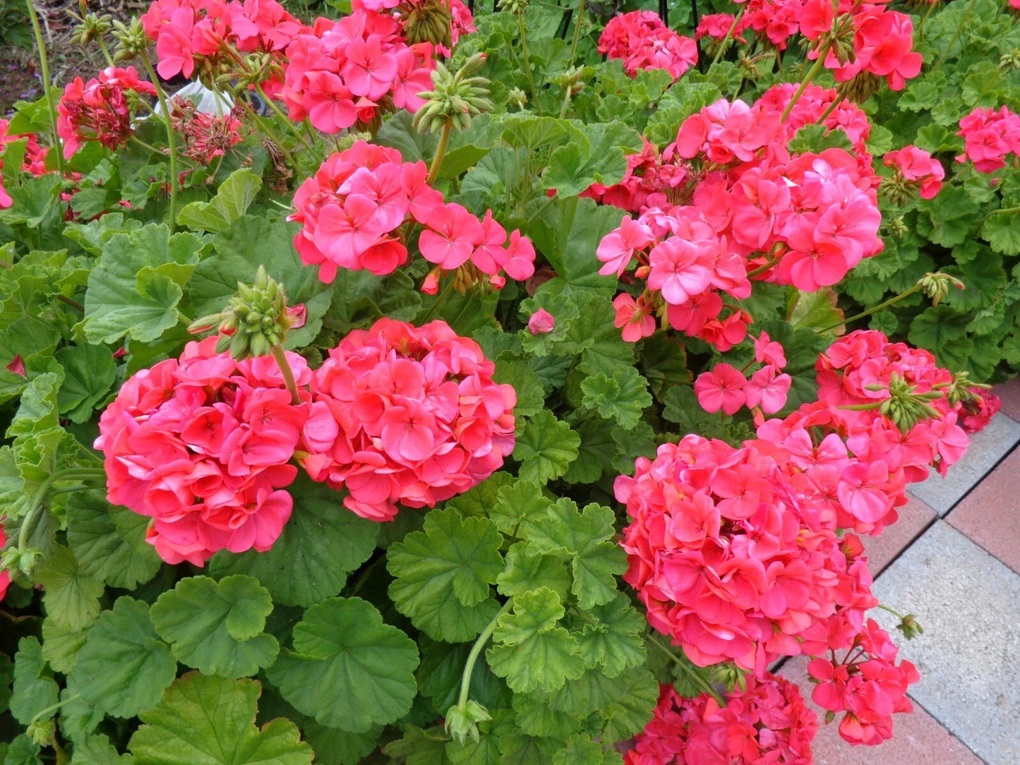 Hardy Geranium Cuttings 5 x 6" Fragrant Red Orange Flowers (Pelargonium)