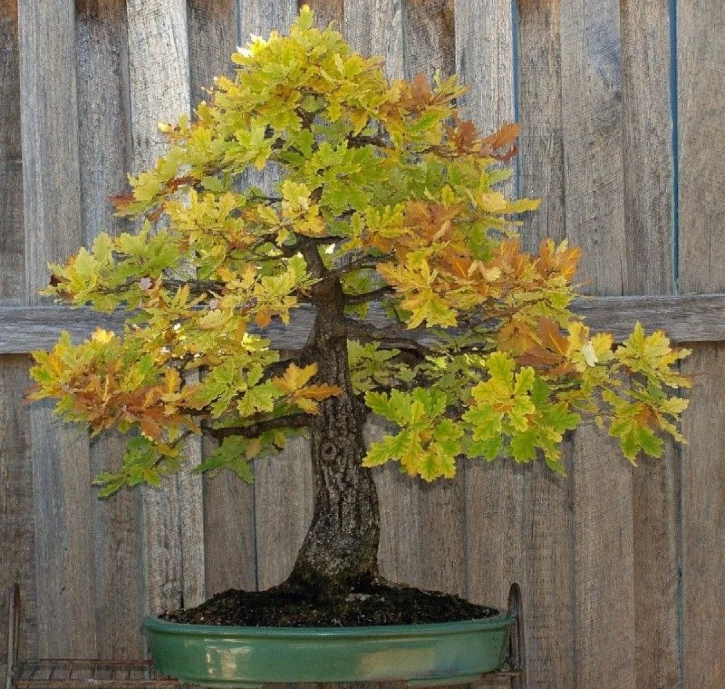 Blue Oak Bonsai Seeds - 15 Pack - Quercus macrocarpa - 2023 Harvest - Free Shipping