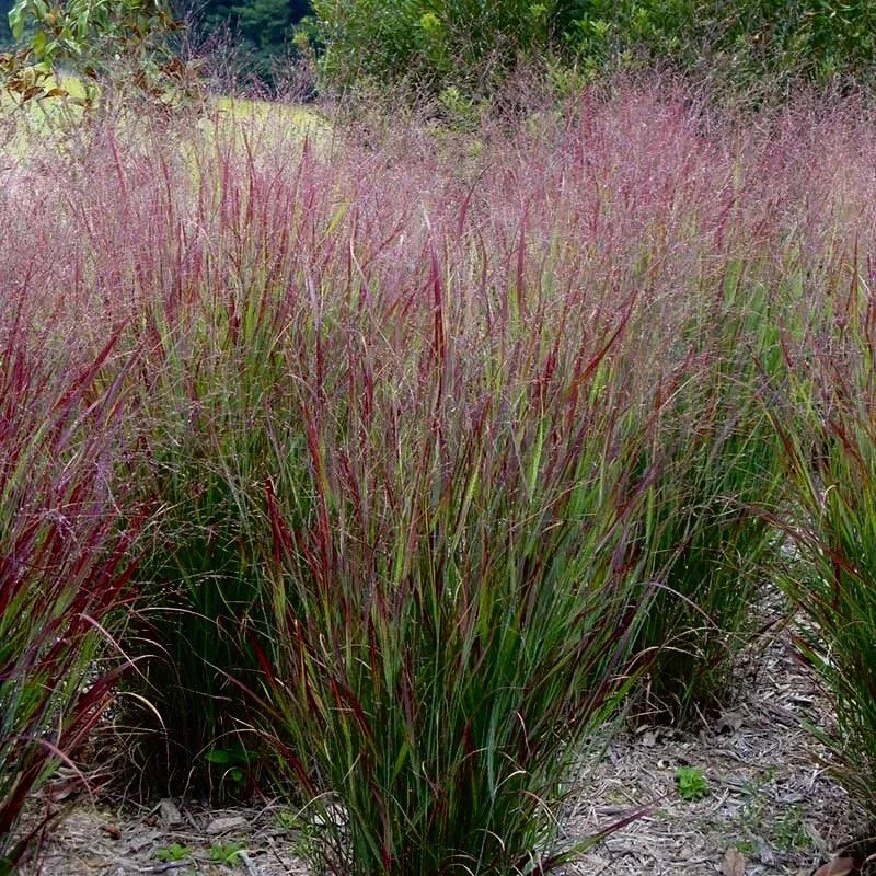Switchgrass Seeds 1000 Count, Native Prairie Clumping Ornamental Perennial, Panicum virgatum