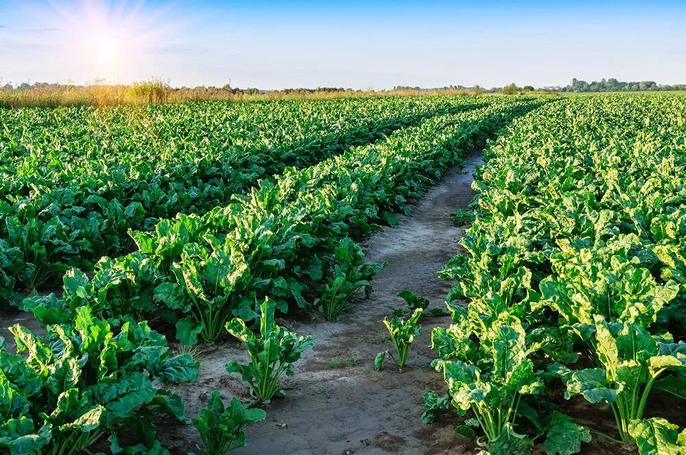 Sugar Beet Deer Food Plot Seeds - 500 Count - Whitetail Deer Attractant - Beta vulgaris