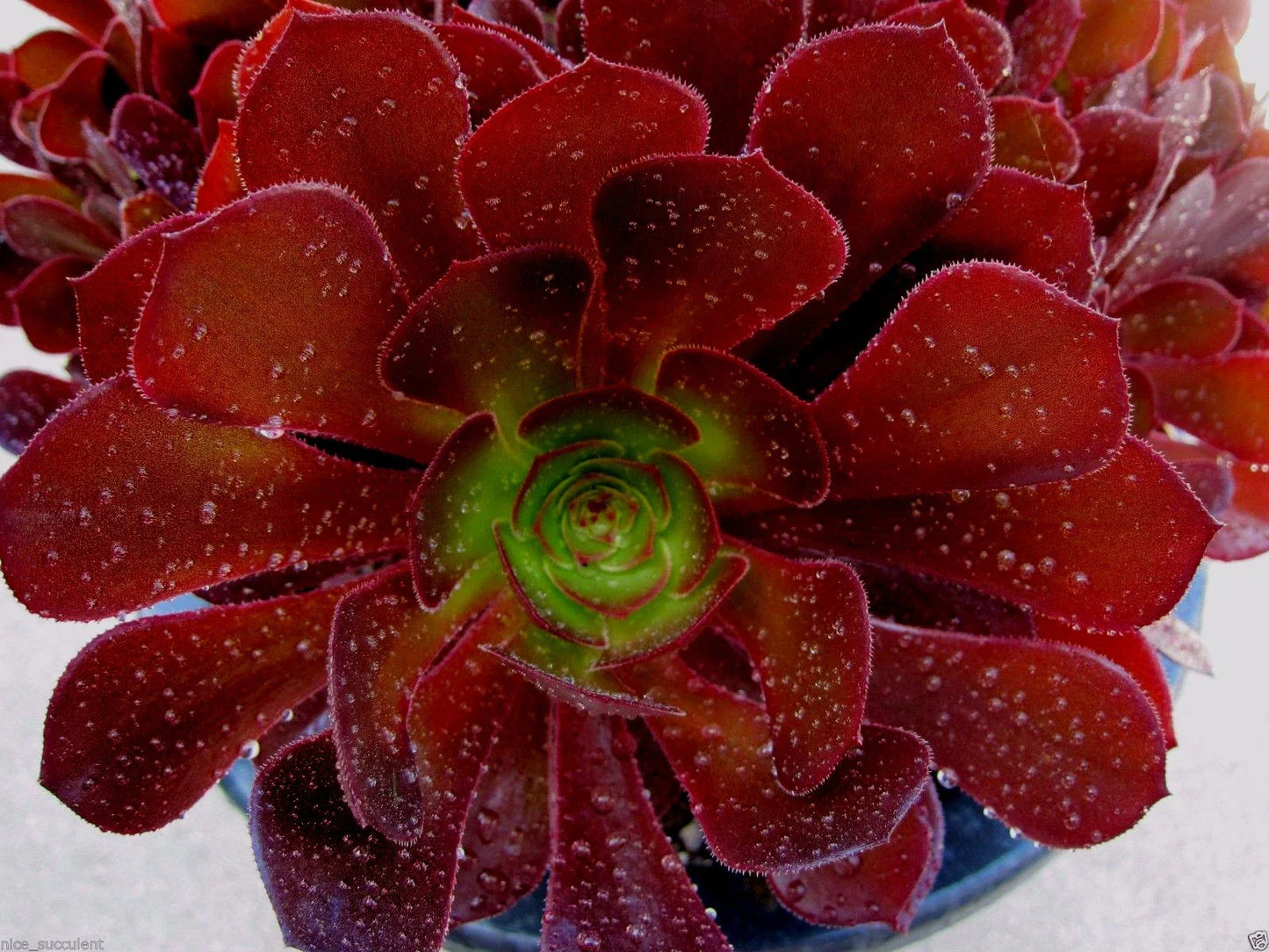 Rare Aeonium Kokino Hybrid Succulent Cuttings - Fresh & Healthy - Perfect for Plant Lovers and Collectors