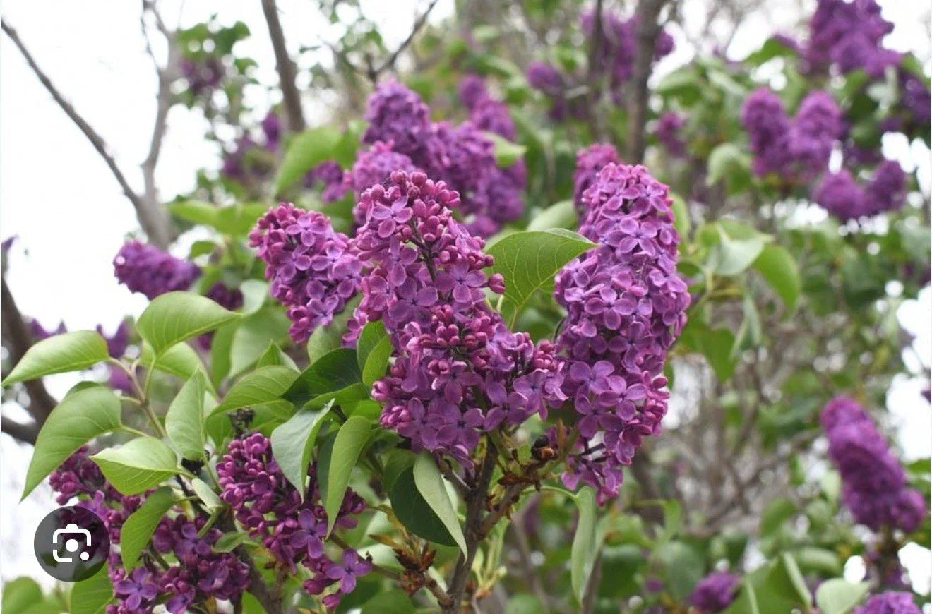 Congo Lilac Starter Plant 4-8” Small Well Rooted Syringa Vulgaris