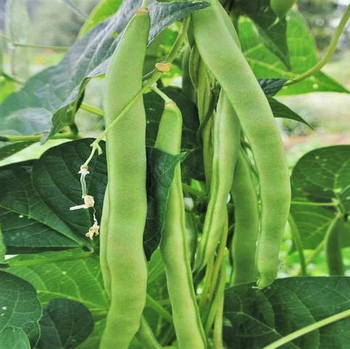 Lu Qing Romano Bean Seeds - Non-GMO Stringless Pole Variety - Ideal for 2025 Planting - Phaseolus vulgaris