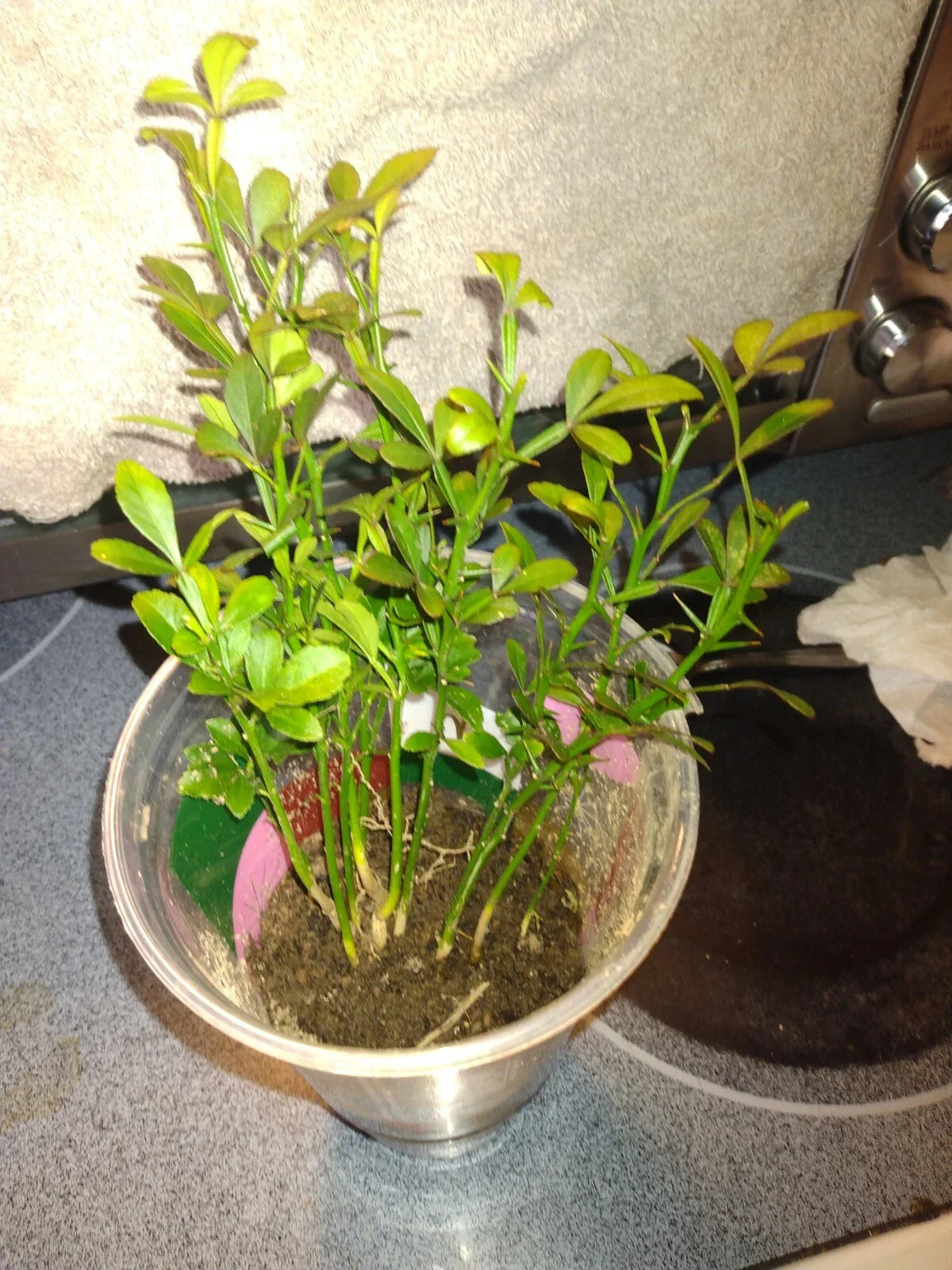 Rare Flying Dragon Trees - Trifoliate Orange - 12" Healthy Plants - Citrus trifoliata - Buy 3 for $50 or $20 Each