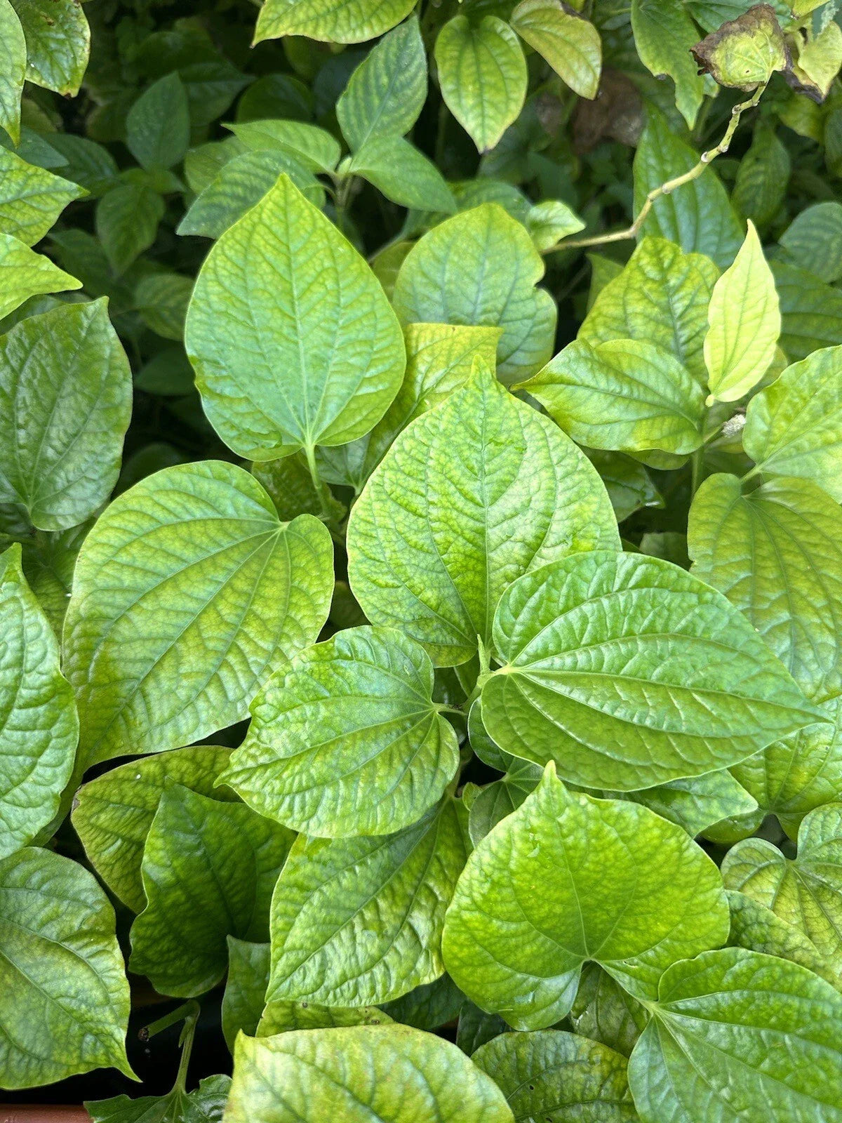 Natural Betel Leaves Stems 8-10" Lotol Texas (Lá Lốt), Piper - Fresh Culinary Herb for Cooking and Medicinal Use