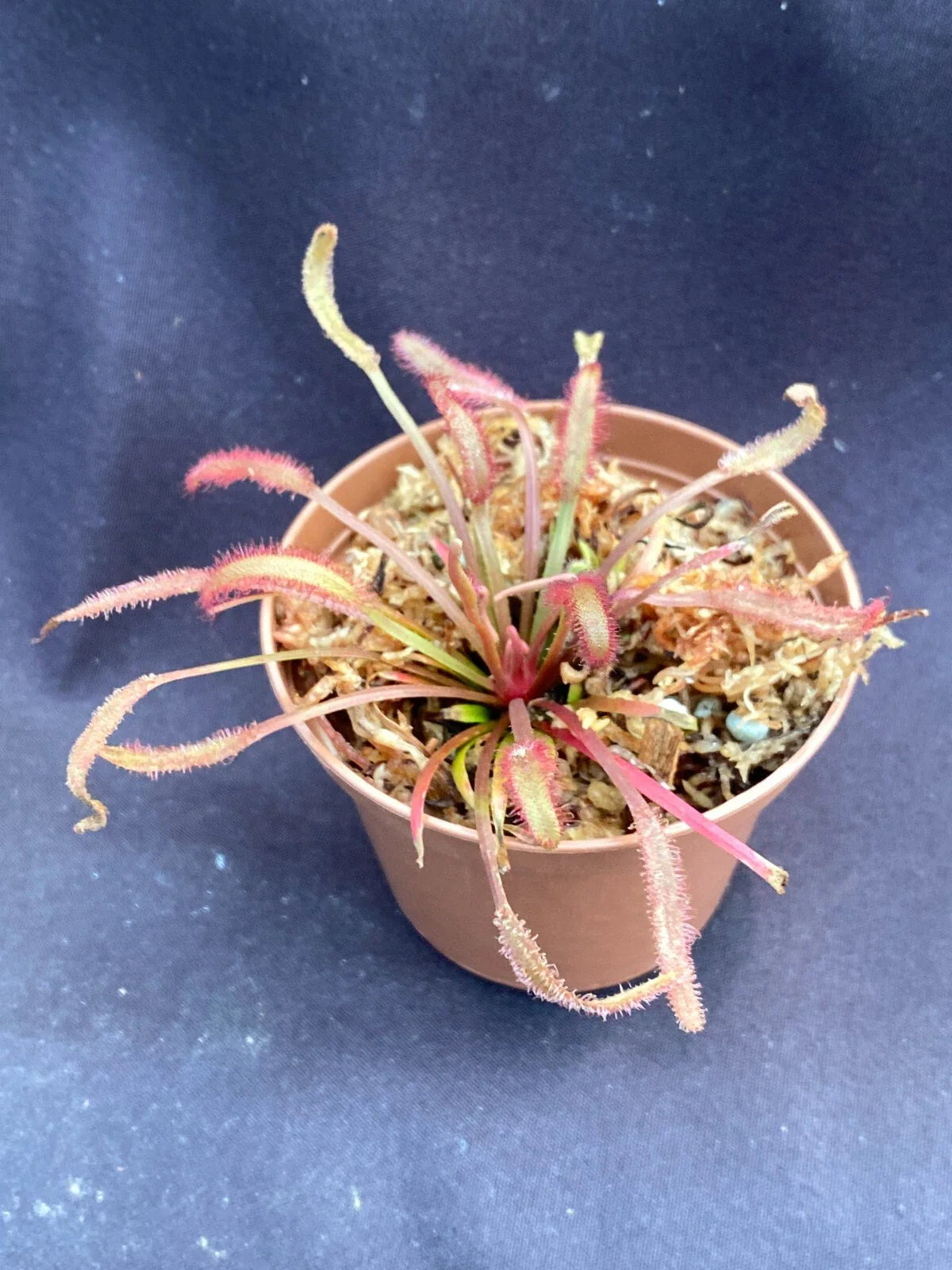 Drosera capensis Dark Maroon Carnivorous Plant 2.5" Pot