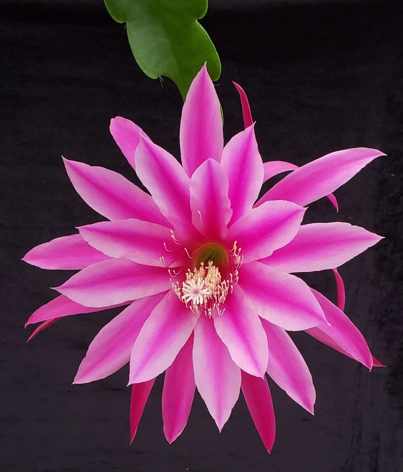 Epiphyllum 'Beijing' Rooted Cutting - Rare Orchid Cactus Plant - Unique Indoor Succulent, Perfect for Home Decor