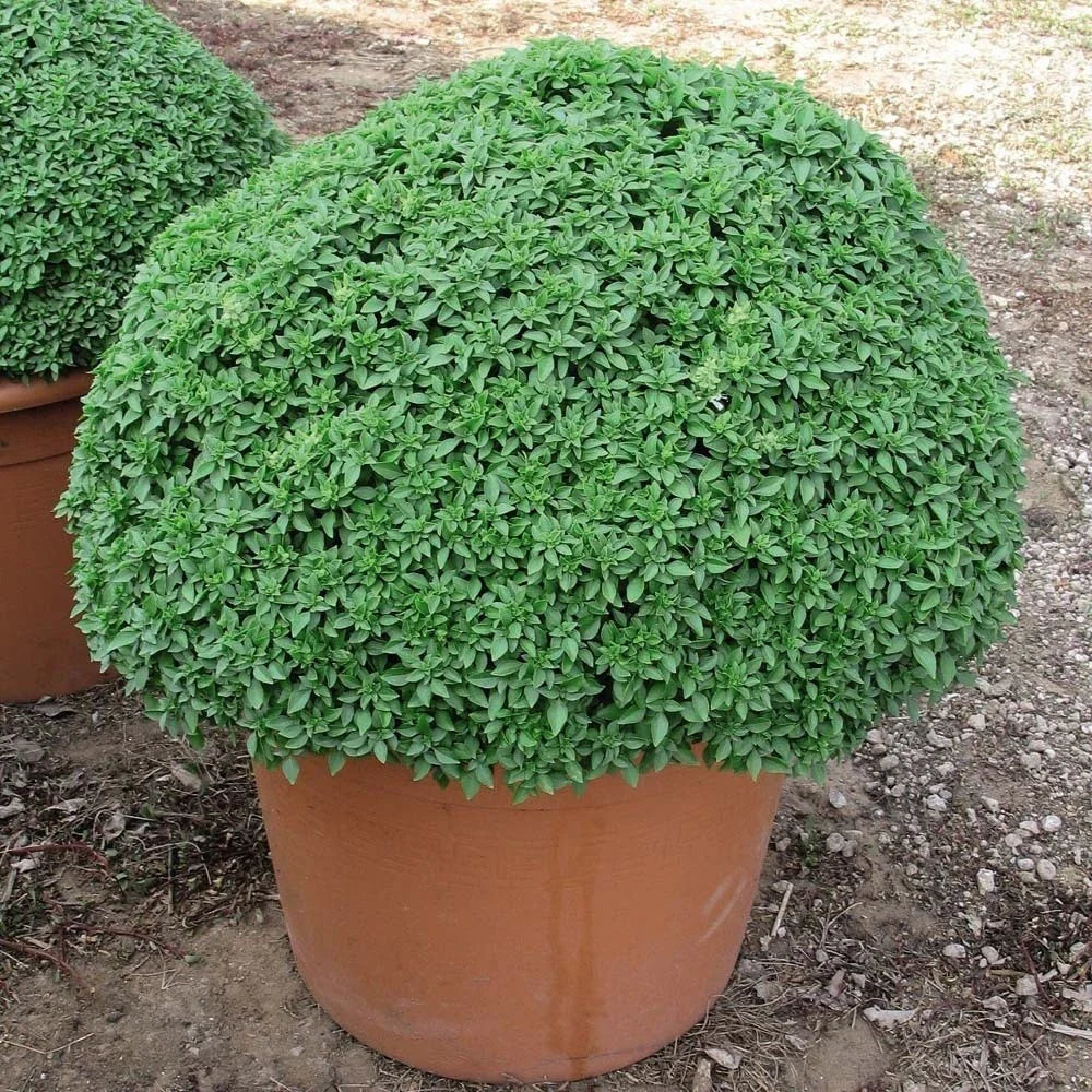 Dwarf Greek Basil Seeds - 100 to 5000 Pack - Ideal for Containers - Ocimum basilicum