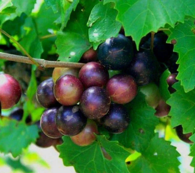 Heirloom Muscadine Grape Vines Live Plants 2 Yr Old Rotundifolia Vitis, Fruit-Bearing Varieties for Home Garden