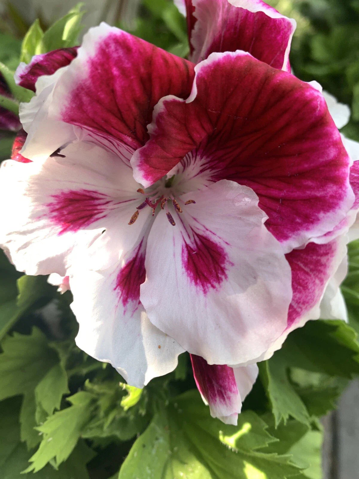 Geranium Live Plant, 6 Inch, White and Purple Combination, Pelargonium spp.