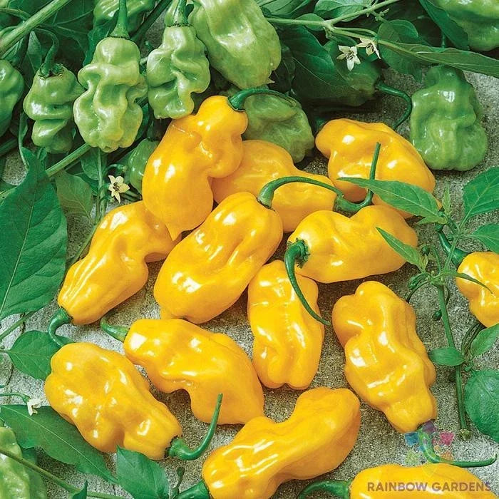 Golden Habanero Hot Pepper Seeds - 25+ Pack for Garden Planting - Capsicum chinense - USA Grown, Free Shipping