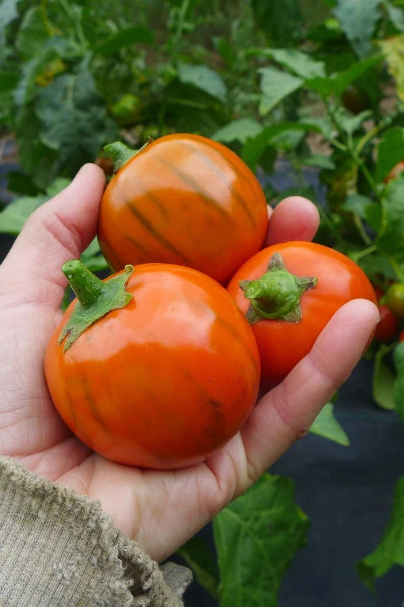 Turkish Orange Eggplant Seeds - 25+ Heirloom Organic Non-GMO - Fresh Vegetable Seeds for Home Garden