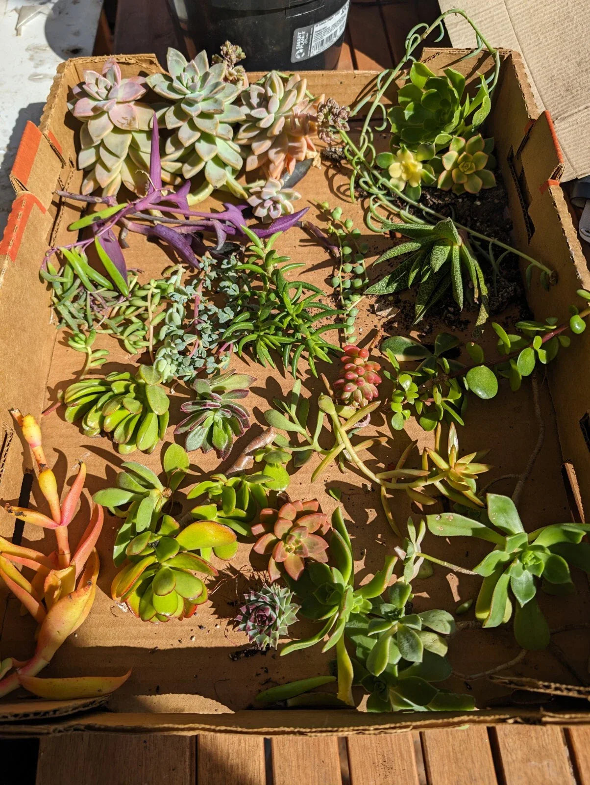 Assorted Succulent Cuttings - 35 Pieces, Over 50 Varieties - Ideal for Planting and Arranging