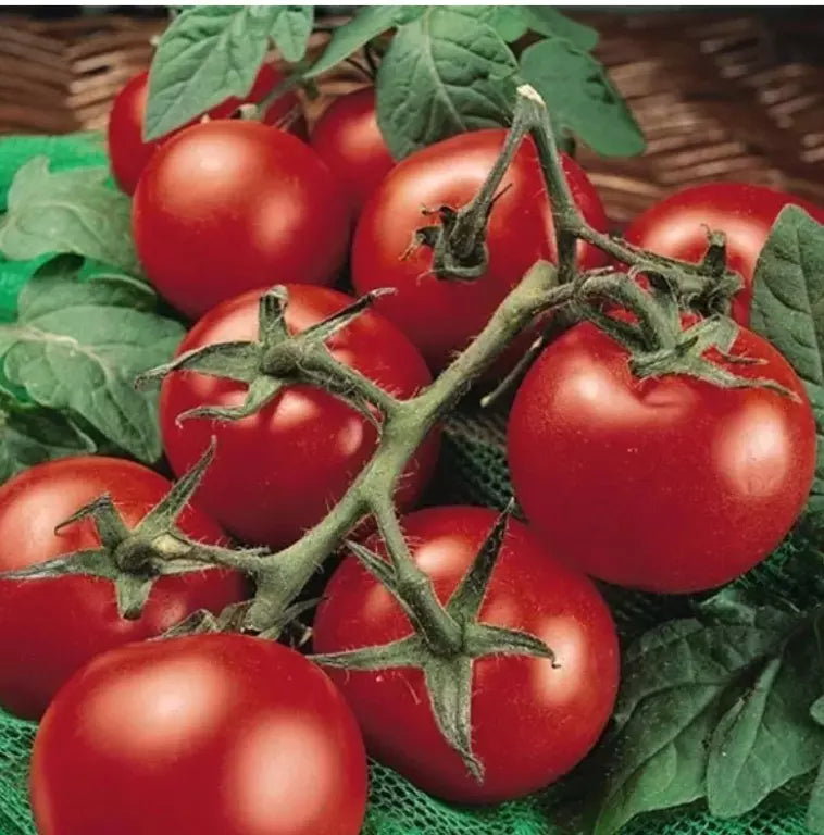 Moneymaker Tomato Seeds - 10+ Heirloom Organic Non-GMO - Fresh Garden Seeds - Solanum lycopersicum