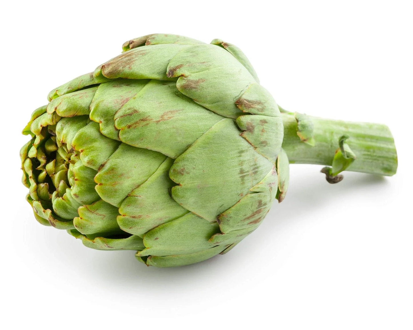 Exotic Globe Artichoke Seeds - 100+ Seeds - Rare Garden Vegetable - Cynara scolymus