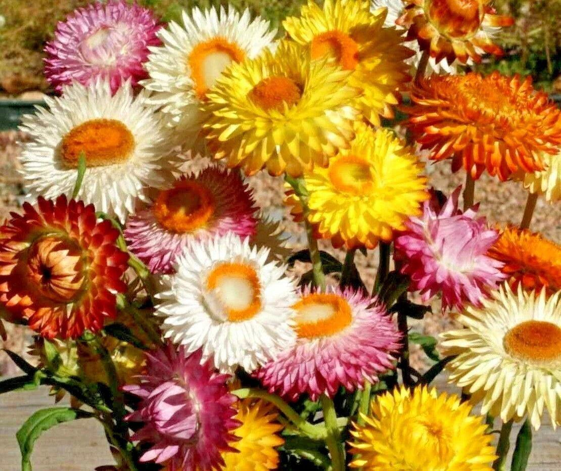 Strawflower Mix Seeds - 401+ Wildflower Seeds for Dried Cut Flowers - Perfect for Garden & Container Planting