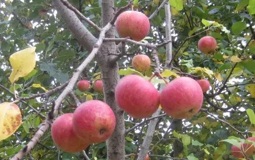 Malus sieversii Crabapple Seeds - 25+ Pack for Garden Planting - Heirloom Variety - USA Grown