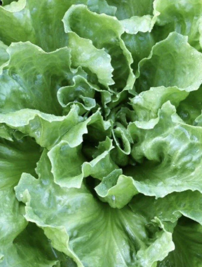 Endive Seeds - 4,000 Seeds, Escarole, Batavian Broadleaf, Cichorium endivia