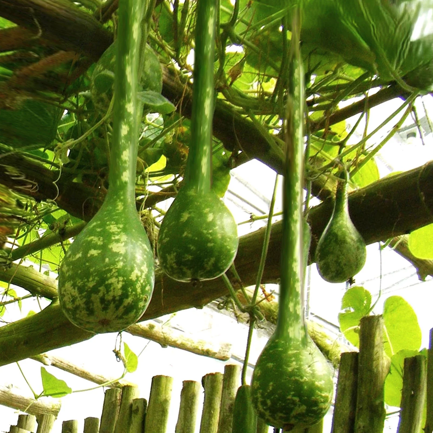 Long-Handled Dipper Gourd Seeds - Ornamental Variety for 2025 Planting - Lagenaria siceraria