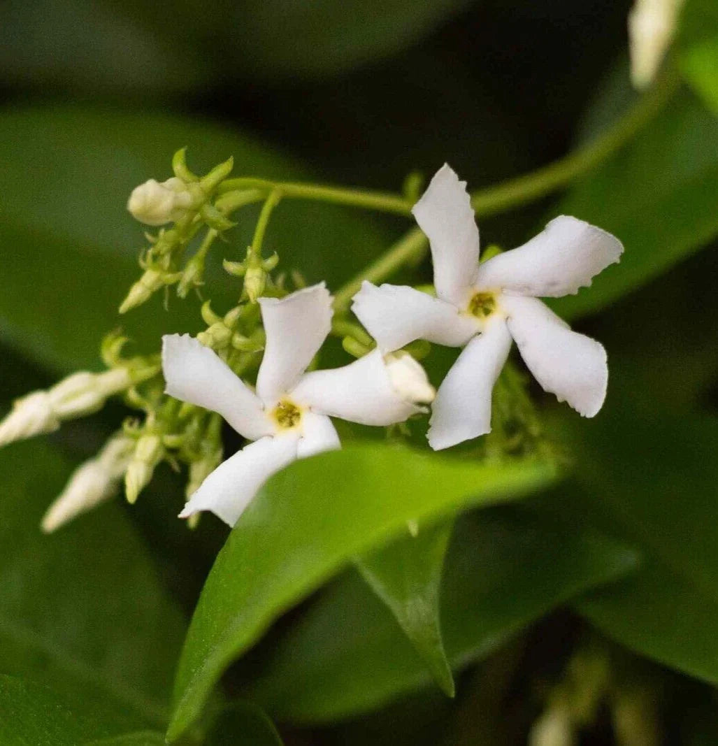Star Jasmine Live Plant Cuttings 6" Trachelospermum jasminoides - 7 Rooted Flowering Cuttings for Garden or Home Decor