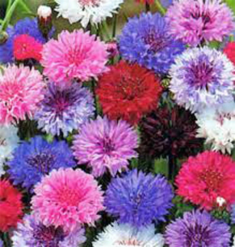 Dwarf Polka Dot Mix Bachelor Button Seeds, 50 Seeds, Beautiful Bright Colors, Centaurea cyanus