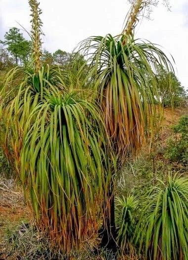 Oaxacan Pony Tail Tree Seeds - 10 Seeds - Beaucarnea recurvata - Unique Succulent for Home Gardening
