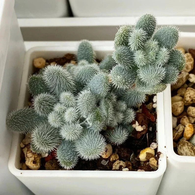 Sedum Seeds 100PCs Pack Fuzzy Leaves Succulent Seeds Sedum mocinianum