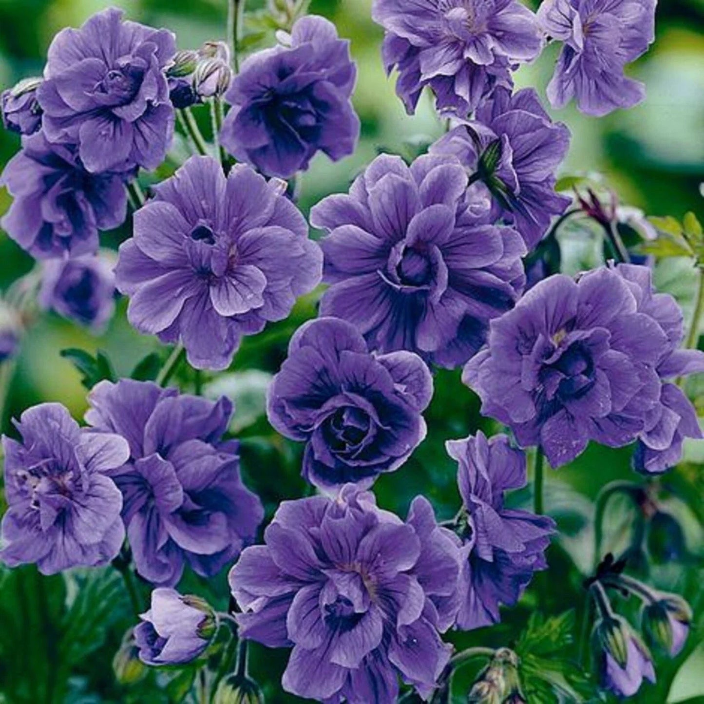 Double Purple Geranium Seeds - 10 Perennial Flower Seeds - Geranium maculatum - US Seller