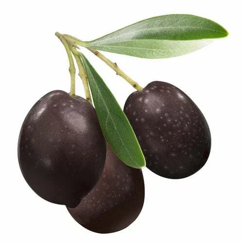 Olive Tree Seeds for Planting | 25 Seeds | Olea europaea - Hardy Mediterranean Variety
