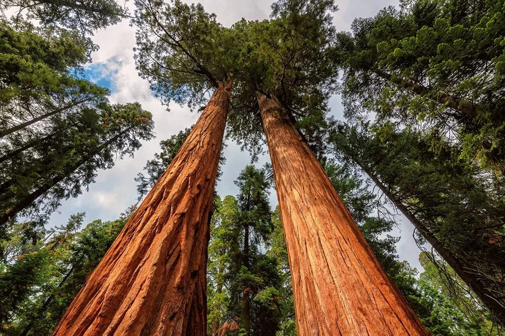 Redwood Sequoia Tree Seeds - 25 Seeds - Sequoia Bonsai Seeds - Sequoiadendron giganteum - Ships from USA