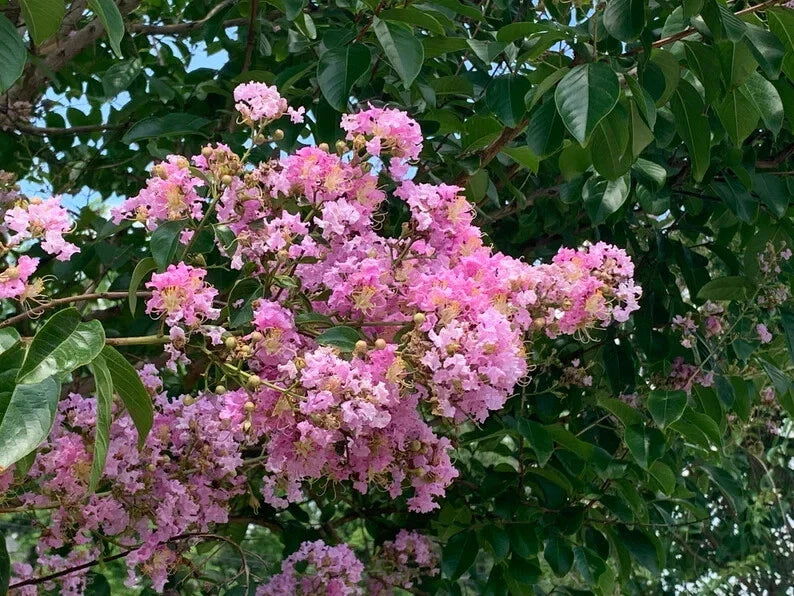 Splash of Pink Cape Myrtle Seeds - 20 Perennial Flower Seeds - Lagerstroemia indica - Vibrant Garden Bloom