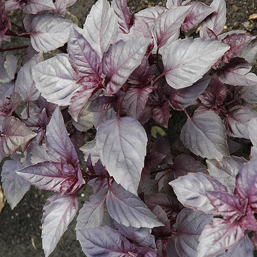 Dark Opal Basil Seeds | Heirloom Non-GMO | Culinary Herb | Ocimum basilicum 'Dark Opal'
