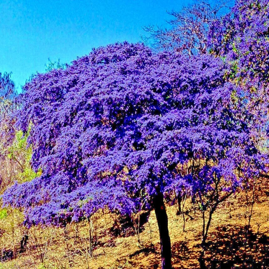 Lignum Vitae Tree Seeds - 10 Rare Guaiacum officinale Exotic Hardwood Seeds for Planting