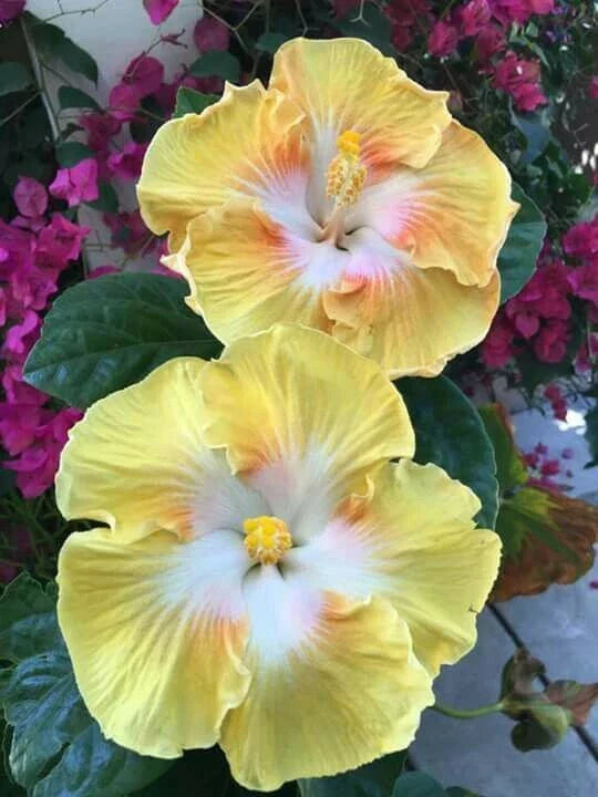 Light Yellow White Flower Seeds - 20 Perennial Bloom Seeds - Flower Seed Variety 491