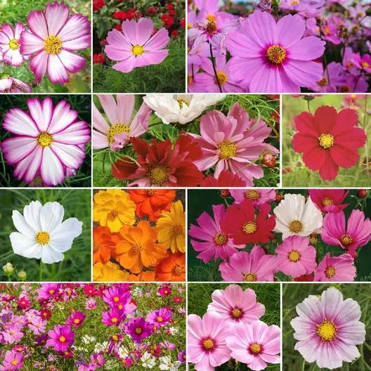 Cosmos Seeds Mix - CRAZY FOR COSMOS Heirloom Non-GMO for Pollinators - 200 Seeds - Botanical Name: Cosmos bipinnatus