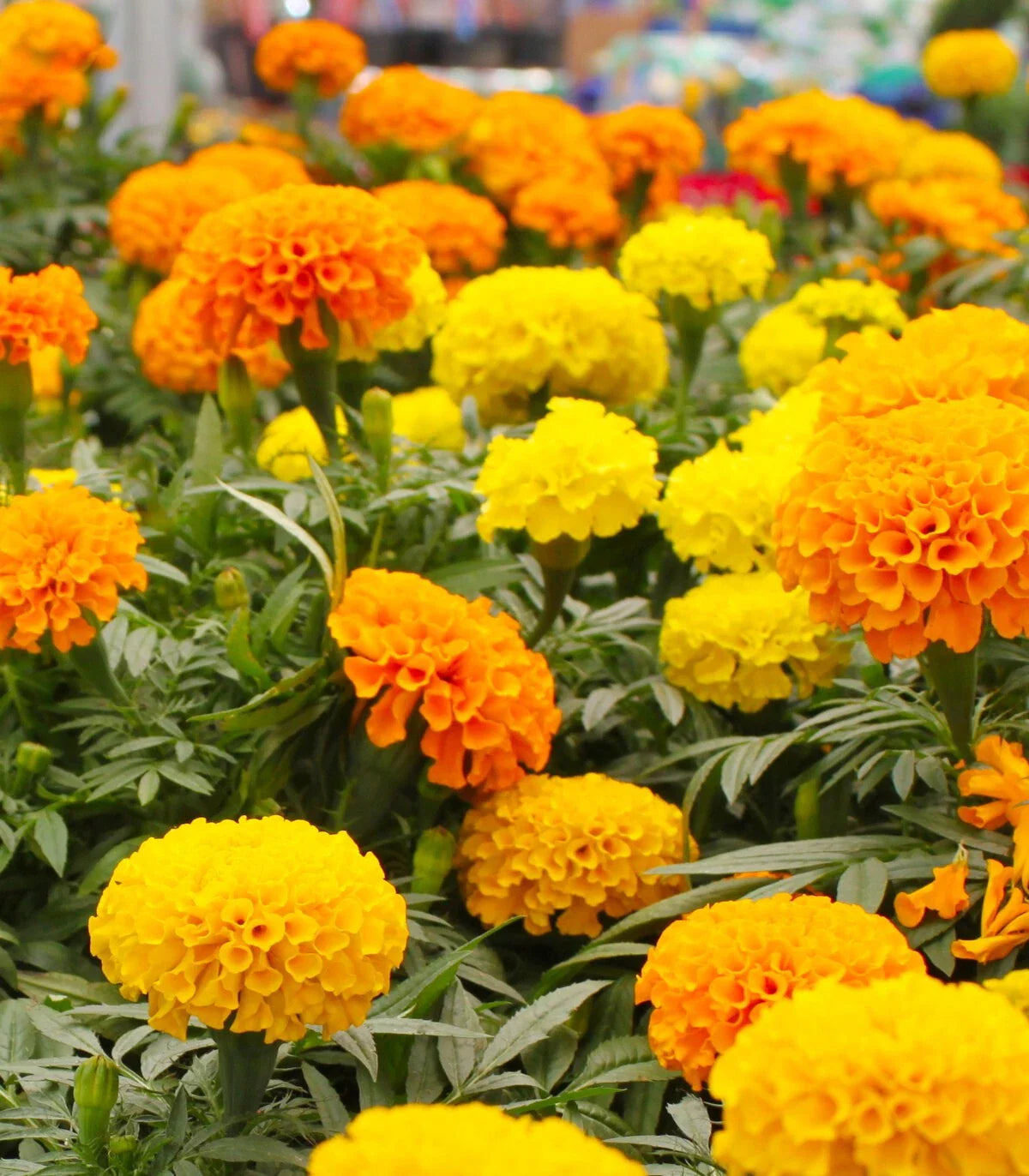 Crackerjack Marigold Seeds - 25+ Pack for Garden Planting - Tagetes erecta - USA Grown, Free Shipping