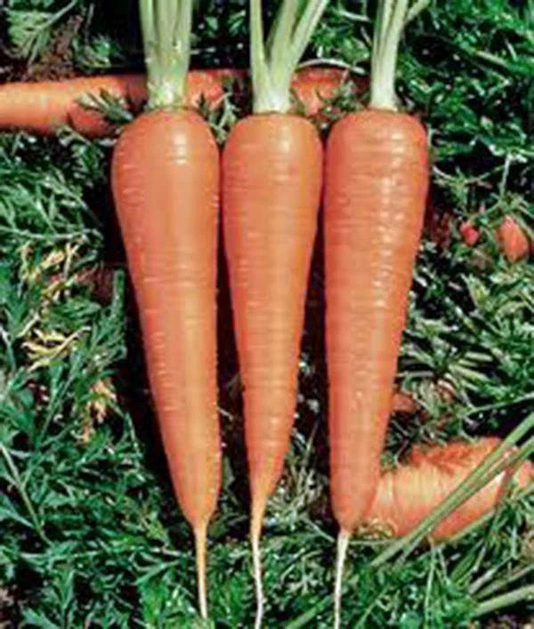 Danvers 126 Carrot Seeds, Heirloom Variety, 500+ Seeds, Organic Gardening, Vegetable Garden
