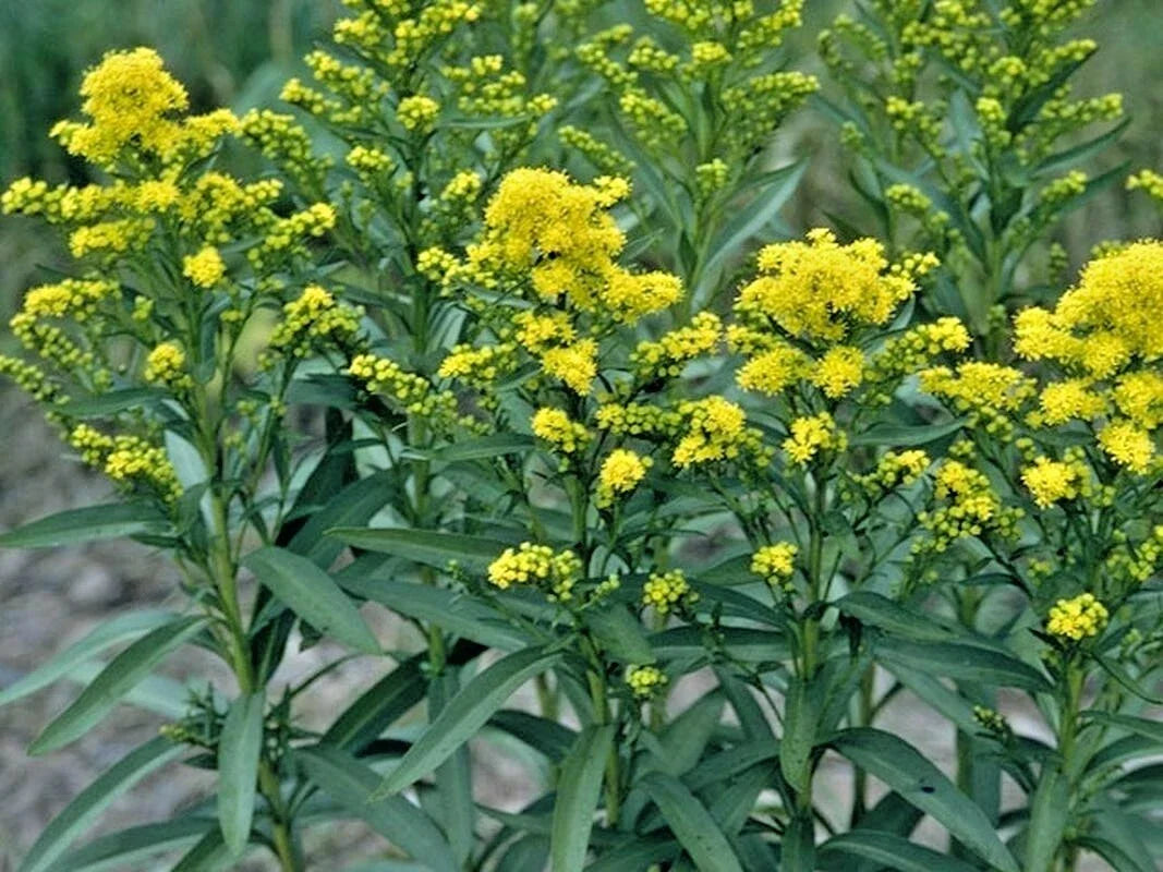 Stiff Goldenrod Seeds - 101+ Native Wildflower for Drought Tolerance, Heat Resistance, Cold Hardiness, Autumn Blooms