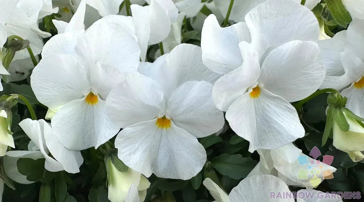 200+ White Pansy Seeds for Garden, Delta Pro Variety, Viola
