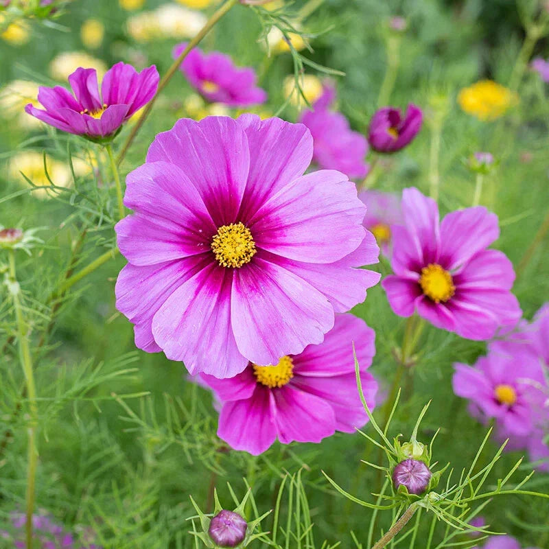 Cosmos Seeds - 200+ Radiance Variety - Perfect for Garden Planting - Cosmos bipinnatus - USA