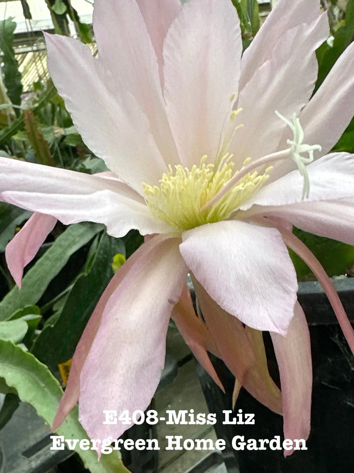 Rooted Epiphyllum Orchid Cactus Plant "Miss Liz" in 4” Starter Pot - Tropical Indoor Houseplant, Unique Succulent, Easy Care