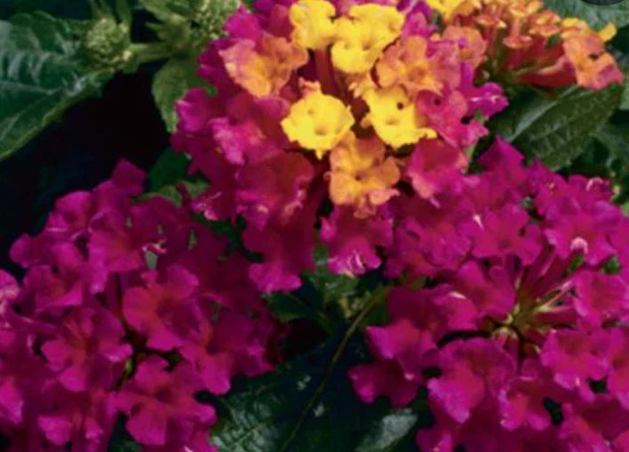 Lantana Bandana Cherry Live Plants, 4 Baby Plugs, Heat & Drought Tolerant, Lantana camara
